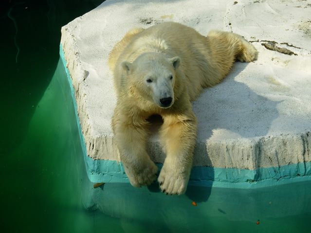 シロクマ40日本平動物園ロッシー2009｜ホッキョクグマと三角コーン